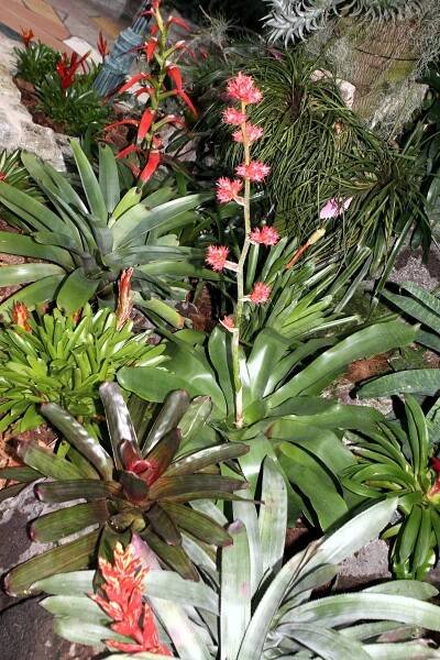 Bromeliaceae - Wikipedia