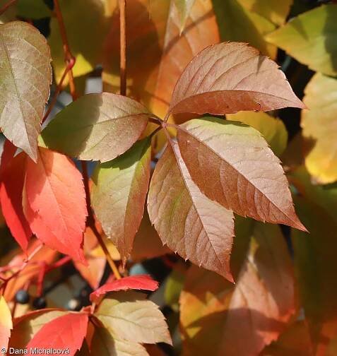 Parthenocissus inserta – loubinec popínavý