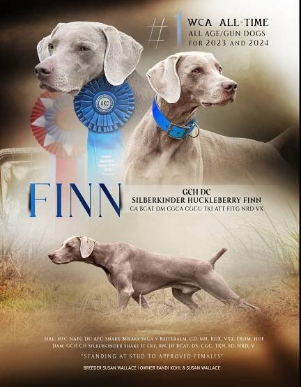 Silberkinder Weimaraners