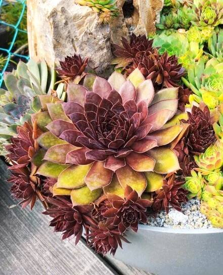 Sempervivum, Aeoinum, Sukulenty H&S