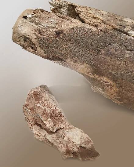 Mammoth Tusk - Moab Museum