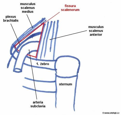 Fissura scalenorum | Medicína, nemoci, studium na 1. LF UK