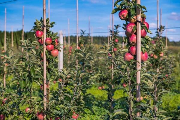 Sloupovité ovocné stromky - Zahradní centrum pod kloboukem