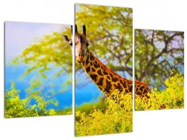 Obraz žirafy v Africe