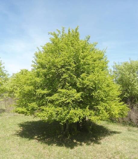 Soubor:Келяв габър 5.jpg – Wikipedie