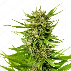 Stáhnout - Čerstvé marihuany bud izolované na bílém pozadí — Stock obrázek