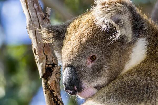 Victoria: jak toho v Austrálii vidět hodně a najezdit málo – Vejříci