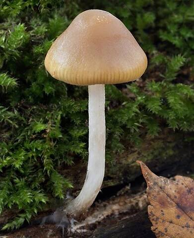 Lysohlávka česká (Psilocybe bohemica)