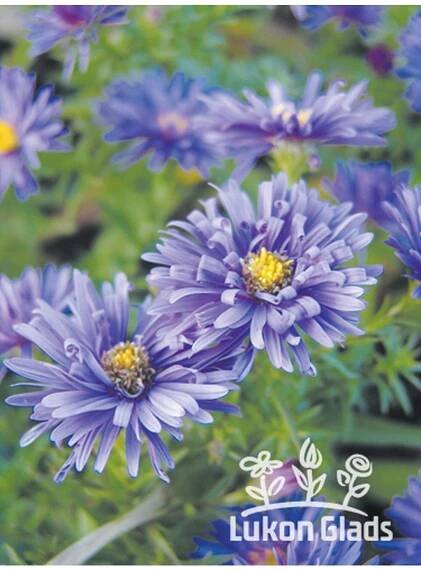 Aster dumosus BLUE LAGUNE - hvězdnice keříčkovitá, astra