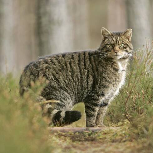 Sponsor a wildcat | Saving Wildcats