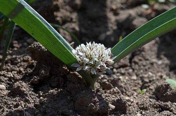 Česnek (Allium egorovae)