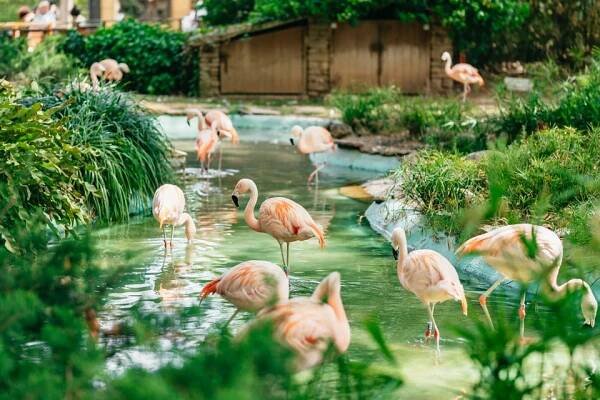 Barcelona: 1denní vstupenka do barcelonské zoo