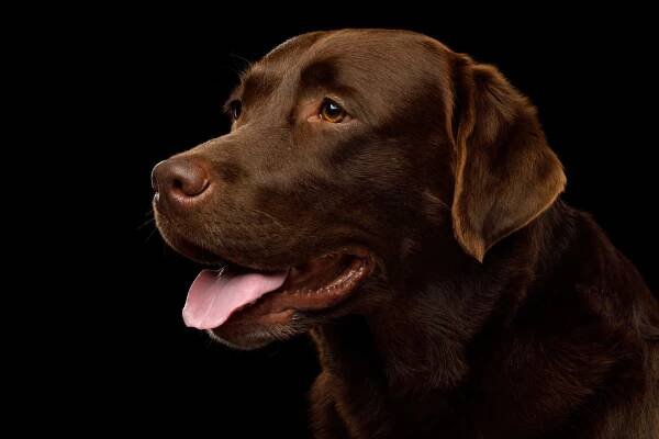 Trained Hunting & Sporting Labrador Retrievers