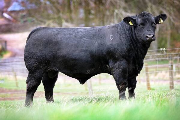 Rawburn Ernan - Rawburn Aberdeen Angus Herd