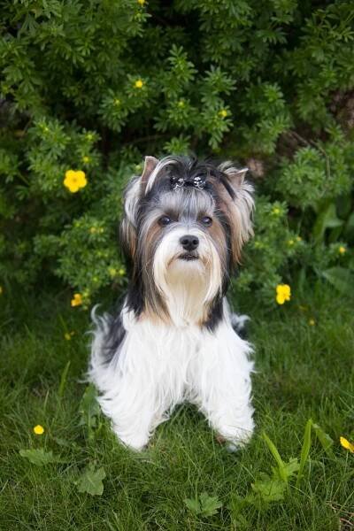 Naše feny - BIEWER YORKSHIRE TERRIER, GOLDDUST YORKSHIRE TERRIER :: CHSzeSazavyuLanskrouna