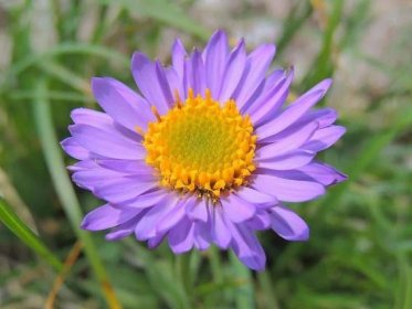 El Aster alpinus es una planta de flor lila