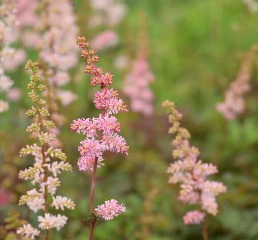 Čechrava Arendsova 'Grete Püngel' - Astilbe arendsii 'Grete Püngel'
