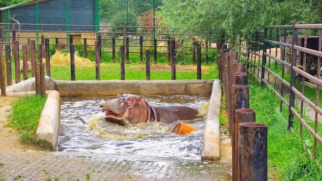 Hroch v zoo dvorec