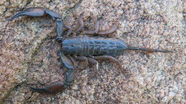 Hadogenes gracilis