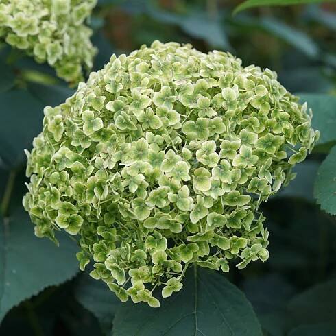 Hydrangea arborescens Invincibelle SublimeTM