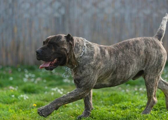 Dogo Canario : guide race de chien