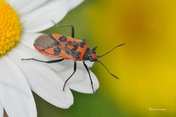 fauna šluknovska - hmyz - polokřídlí - Fotografie zvířat a přírody - Monika Suržinová