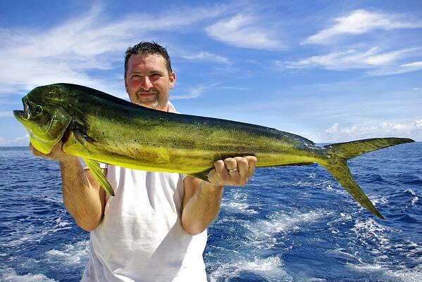 Delfín ryba (mahi-mahi) — Stock obrázek