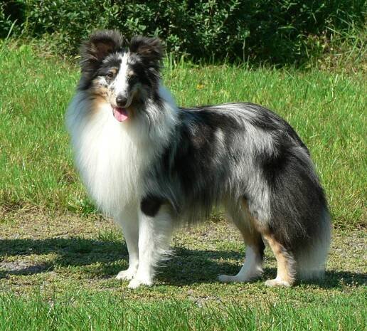 Sheltie - informační portál