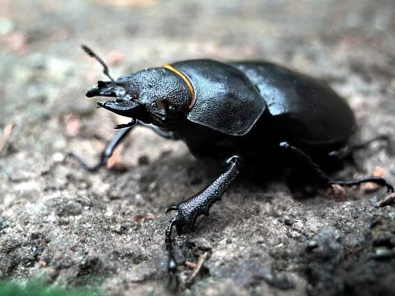 Roháč obecný (Lucanus cervus) - samička