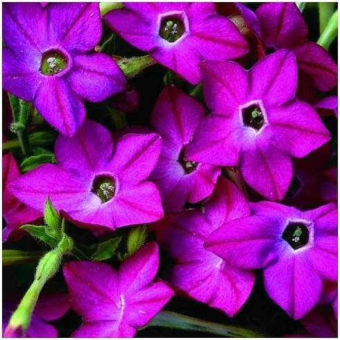 Tabák Saratoga růžový F1 - Nicotiana alata - semena tabáku - 30 ks