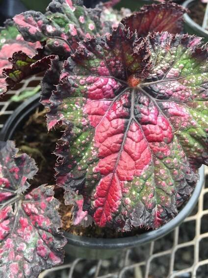 Growing Painted Leaf Begonias (Begonia Rex) Like a Pro