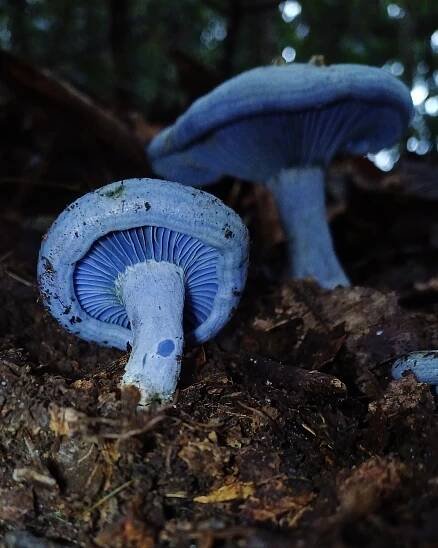 A photo of indigo milk caps growing from dark soil. The mushrooms are bright blue in color. 