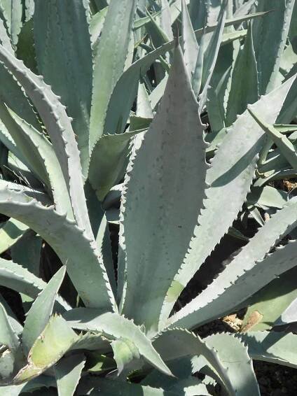 Agave americana - Boething Treeland Farms