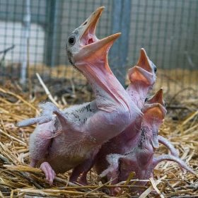 Doposud pražská zoo odchovala pod rodiči či pěstouny celkem 25 mláďat čápa marabu, díky tomuto počtu se pyšní evropským unikátem.