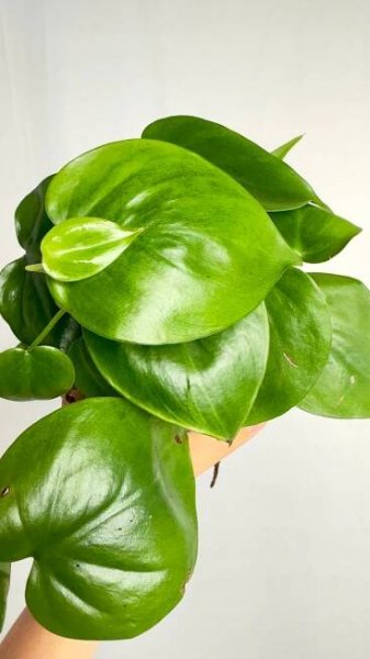 Philodendron scandens zelené popínavé rostliny, snadné pěstování