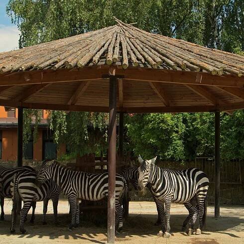 Safari park Dvůr Králové | Slevomat.cz