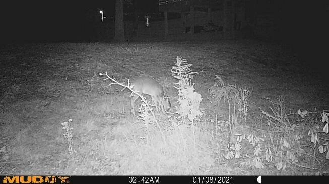 » Deer
