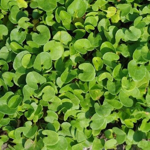 Stříbrný déšť - Dichondra repens - prodej semen - 8 ks - ukončený
