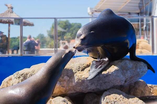 Marineland Mallorca Leones Marinos