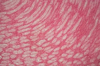 Myš ledvina pod mikroskopem — Stock obrázek