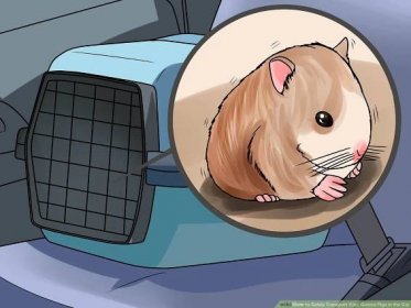How to Safely Transport Your Guinea Pigs in the Car: 11 Steps