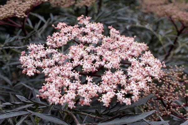 Black Lace® - Elderberry - Sambucus nigra