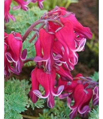 Dicentra RED FOUNTAIN - srdcovka nádherná, srdíčko