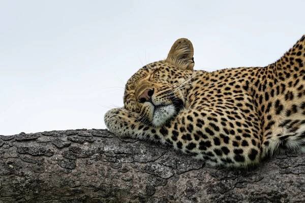 Ebony Villa | Sabi Sand | Singita