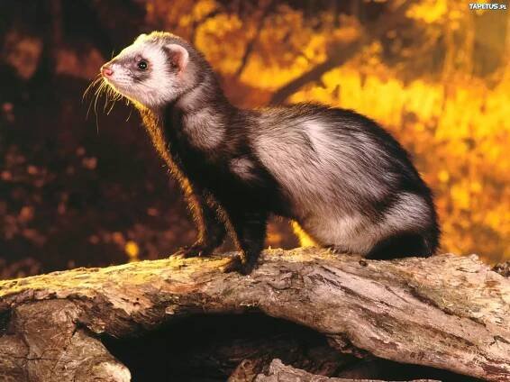 Hurón