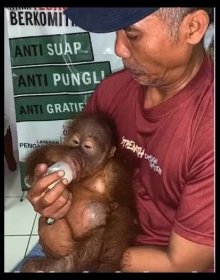 Foto k tématu orangutan – stránka 9
