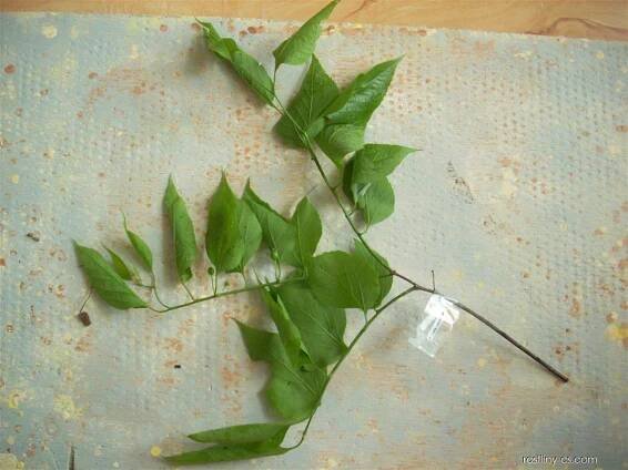 Břestovec západní (Celtis occidentalis), listy