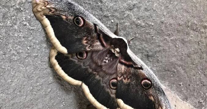 Rarita v Brně: Vylíhl se tu největší evropský motýl! Martináč má rozpětí křídel 15 cm