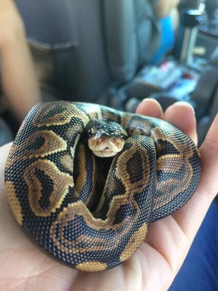 a person holding a large snake in their hand