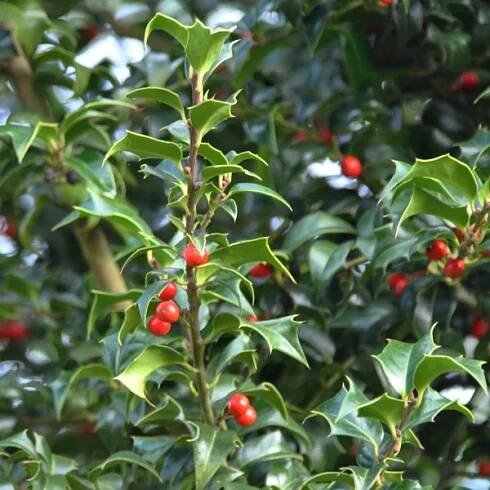 Ilex ×aquipernyi DRAGON LADY ('Meschick') – cesmína ostrolistá DRAGON LADY ('Meschick')